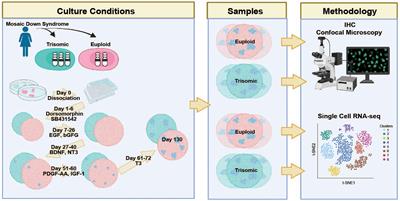 Asynchronous excitatory neuron development in an isogenic cortical spheroid model of Down syndrome